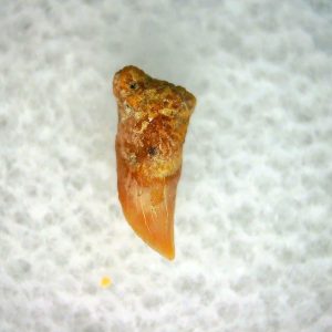 Cetorhinus Extinct Shark Tooth Fossil for Sale 38
