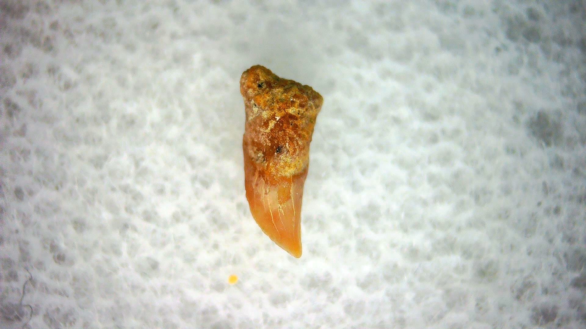 California Miocene Cetorhinus Extinct Shark Tooth 38 | Fossils for Sale Genuine Miocene Age Cetorhinus Extinct Shark Tooth Fossil For Sale from California #38