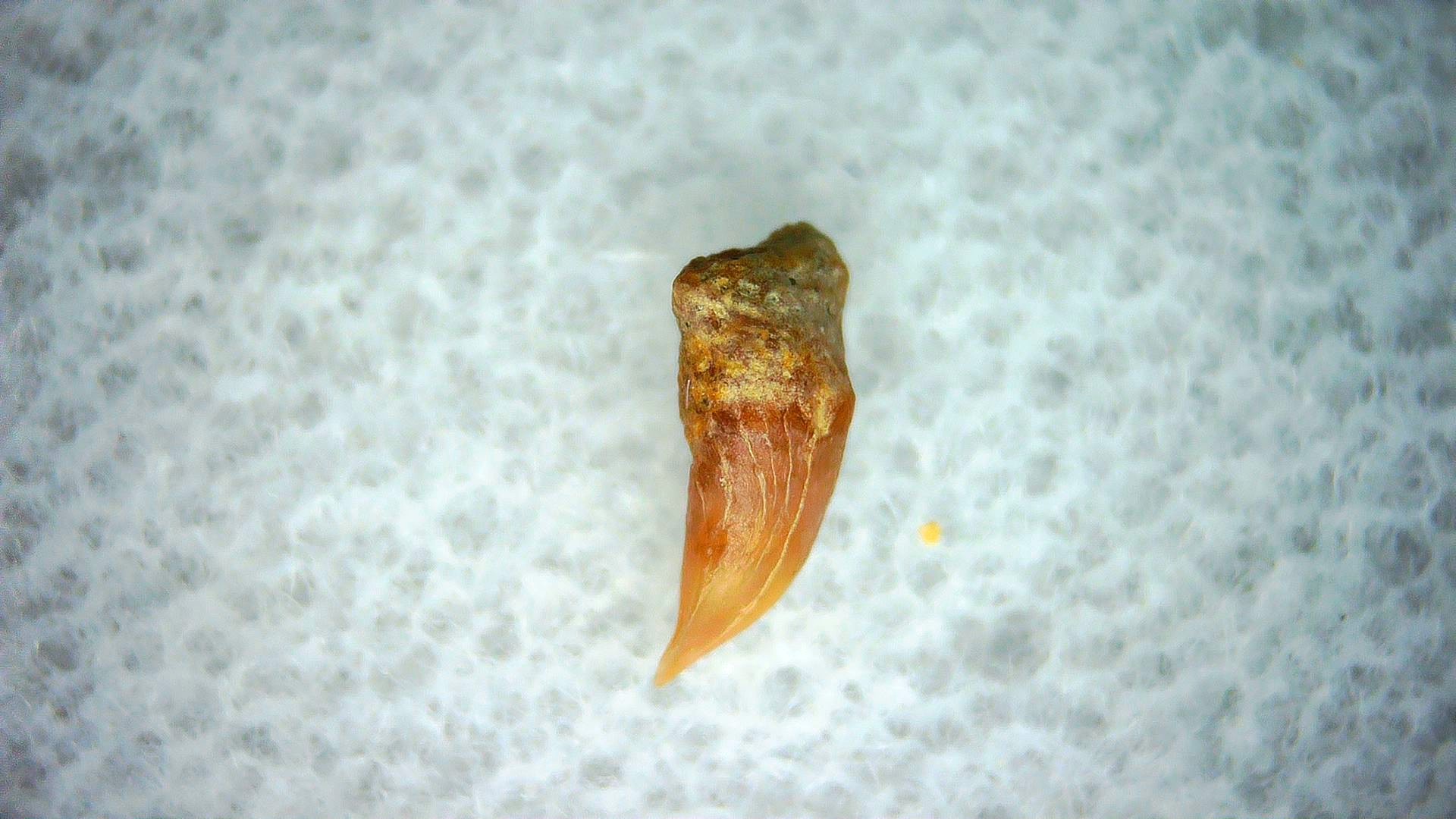 California Miocene Cetorhinus Extinct Shark Tooth 38a | Fossils for Sale Genuine Miocene Age Cetorhinus Extinct Shark Tooth Fossil For Sale from California #38a