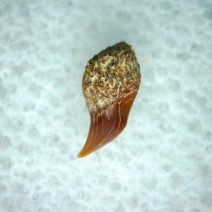 Cetorhinus Extinct Shark Tooth Fossil for Sale 39