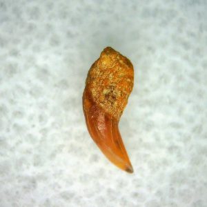 Cetorhinus Extinct Shark Tooth Fossil for Sale 40