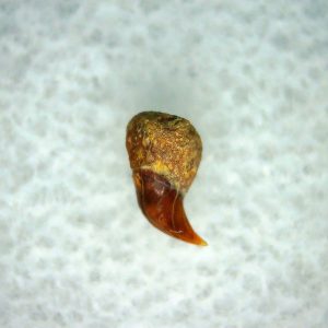 Cetorhinus Extinct Shark Tooth Fossil for Sale 42