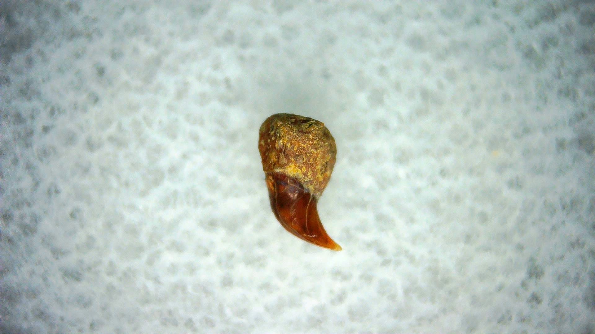 California Miocene Cetorhinus Extinct Shark Tooth 42 | Fossils for Sale Genuine Miocene Age Cetorhinus Extinct Shark Tooth Fossil For Sale from California #42