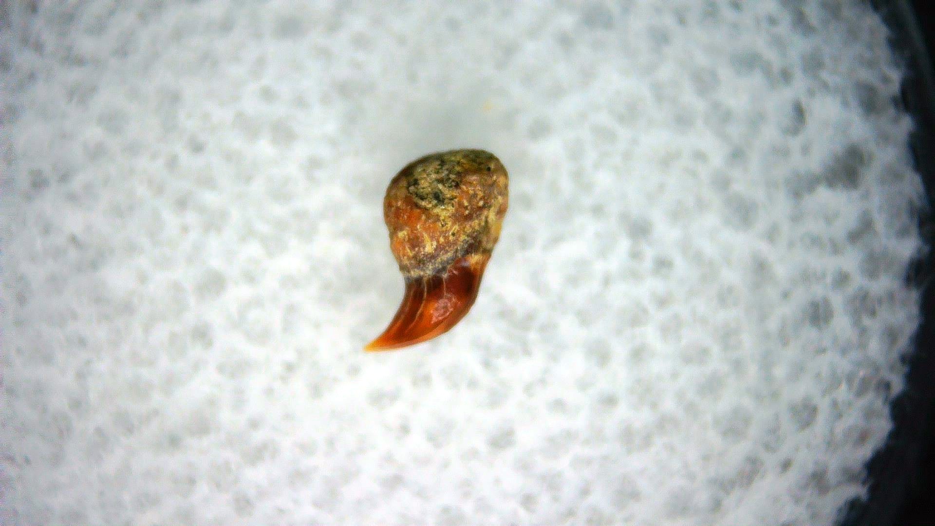 California Miocene Cetorhinus Extinct Shark Tooth 42a | Fossils for Sale Genuine Miocene Age Cetorhinus Extinct Shark Tooth Fossil For Sale from California #42a