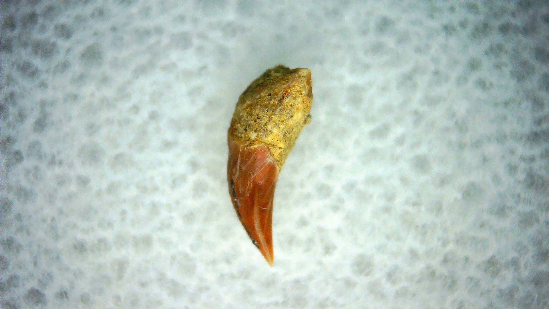 California Miocene Cetorhinus Extinct Shark Tooth 43 | Fossils for Sale Genuine Miocene Age Cetorhinus Extinct Shark Tooth Fossil For Sale from California #43