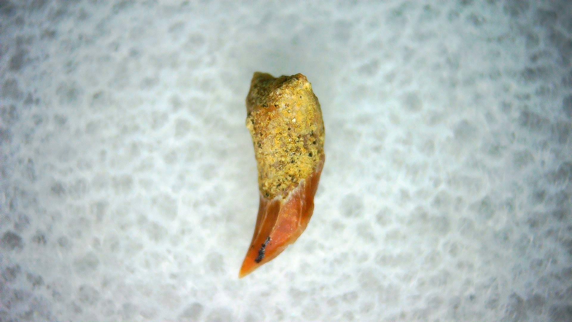 California Miocene Cetorhinus Extinct Shark Tooth 43a | Fossils for Sale Genuine Miocene Age Cetorhinus Extinct Shark Tooth Fossil For Sale from California #43a