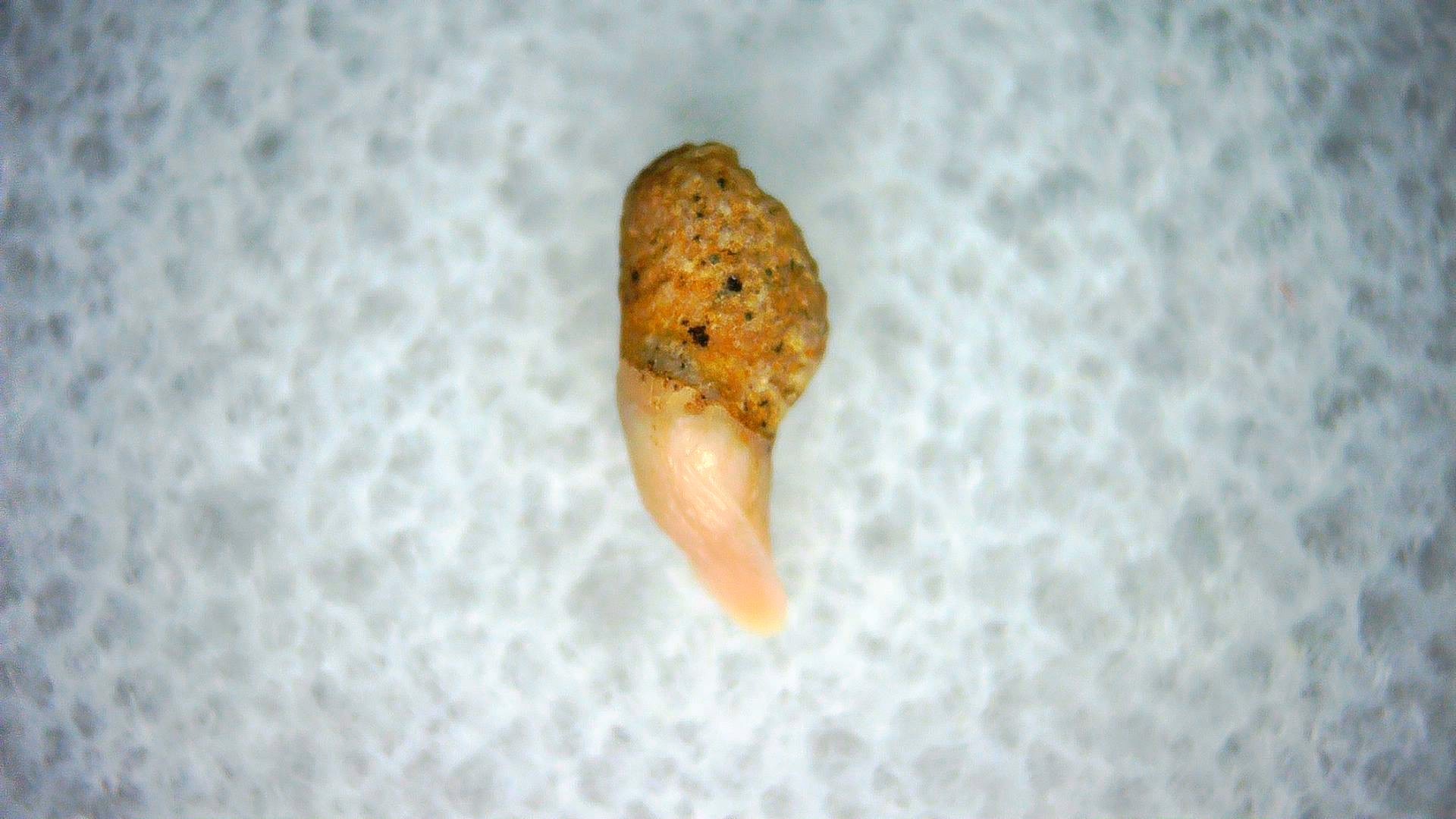 California Miocene Cetorhinus Extinct Shark Tooth 44 | Fossils for Sale Genuine Miocene Age Cetorhinus Extinct Shark Tooth Fossil For Sale from California #44