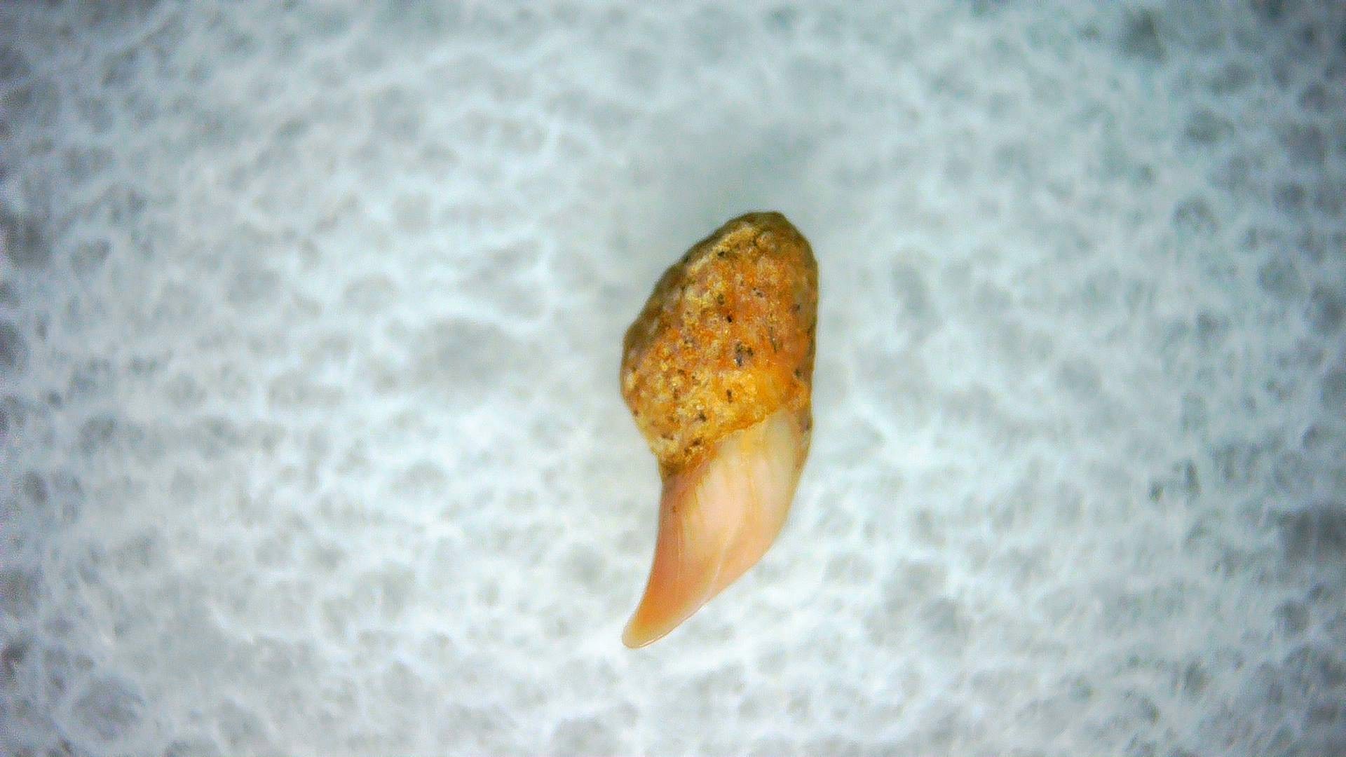 California Miocene Cetorhinus Extinct Shark Tooth 44a | Fossils for Sale Genuine Miocene Age Cetorhinus Extinct Shark Tooth Fossil For Sale from California #44a