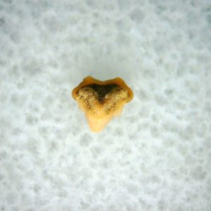 Heterodontus Extinct Shark Tooth Fossil for Sale 27
