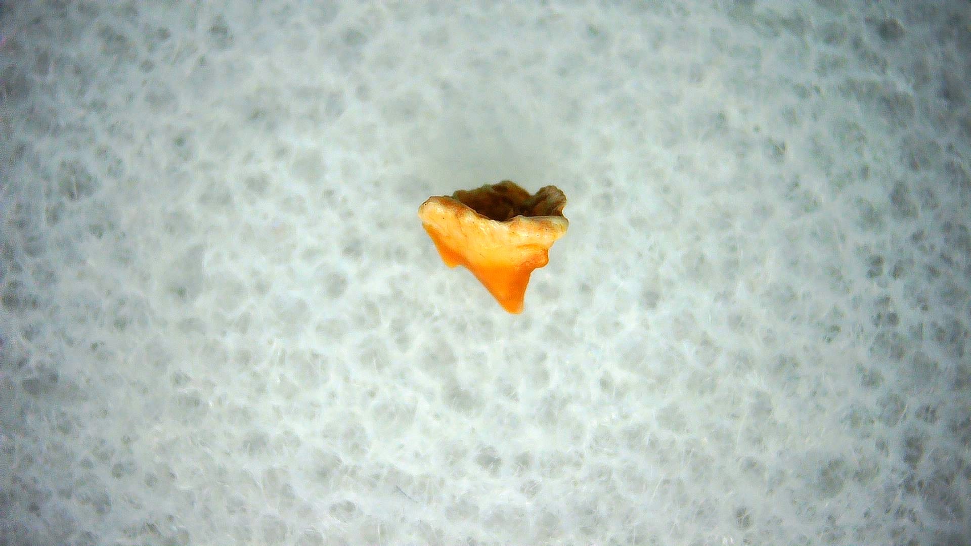 California Miocene Heterodontus Extinct Shark Tooth 37 | Fossils for Sale Genuine Miocene Age Heterodontus Extinct Shark Tooth Fossil For Sale from California #37