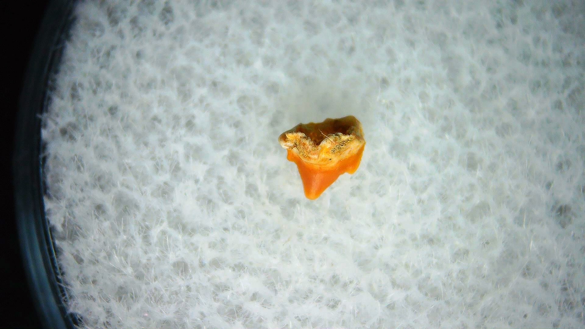 California Miocene Heterodontus Extinct Shark Tooth 37a | Fossils for Sale Genuine Miocene Age Heterodontus Extinct Shark Tooth Fossil For Sale from California #37a