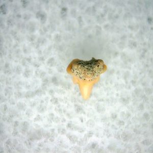 Heterodontus Extinct Shark Tooth Fossil for Sale 43