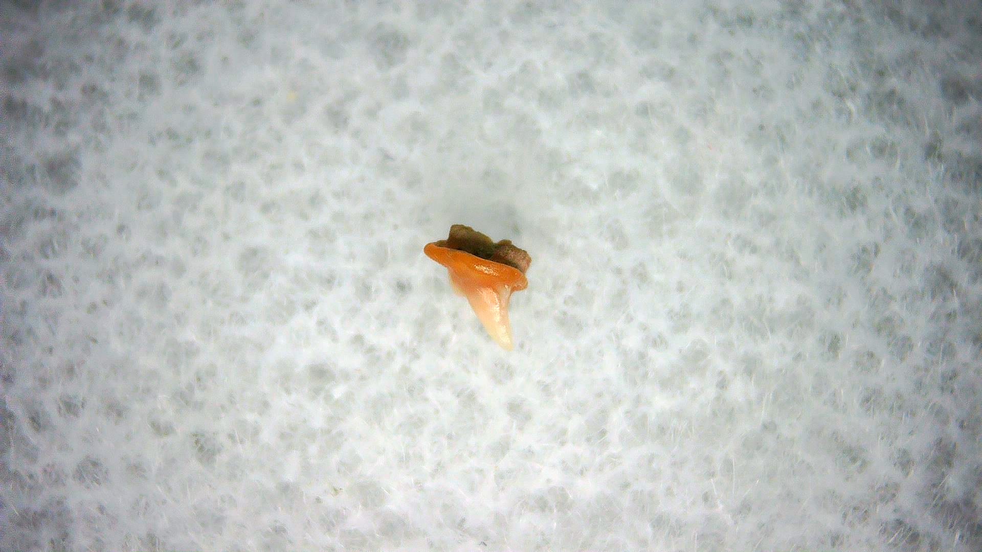 California Miocene Heterodontus Extinct Shark Tooth 45 | Fossils for Sale Genuine Miocene Age Heterodontus Extinct Shark Tooth Fossil For Sale from California #45