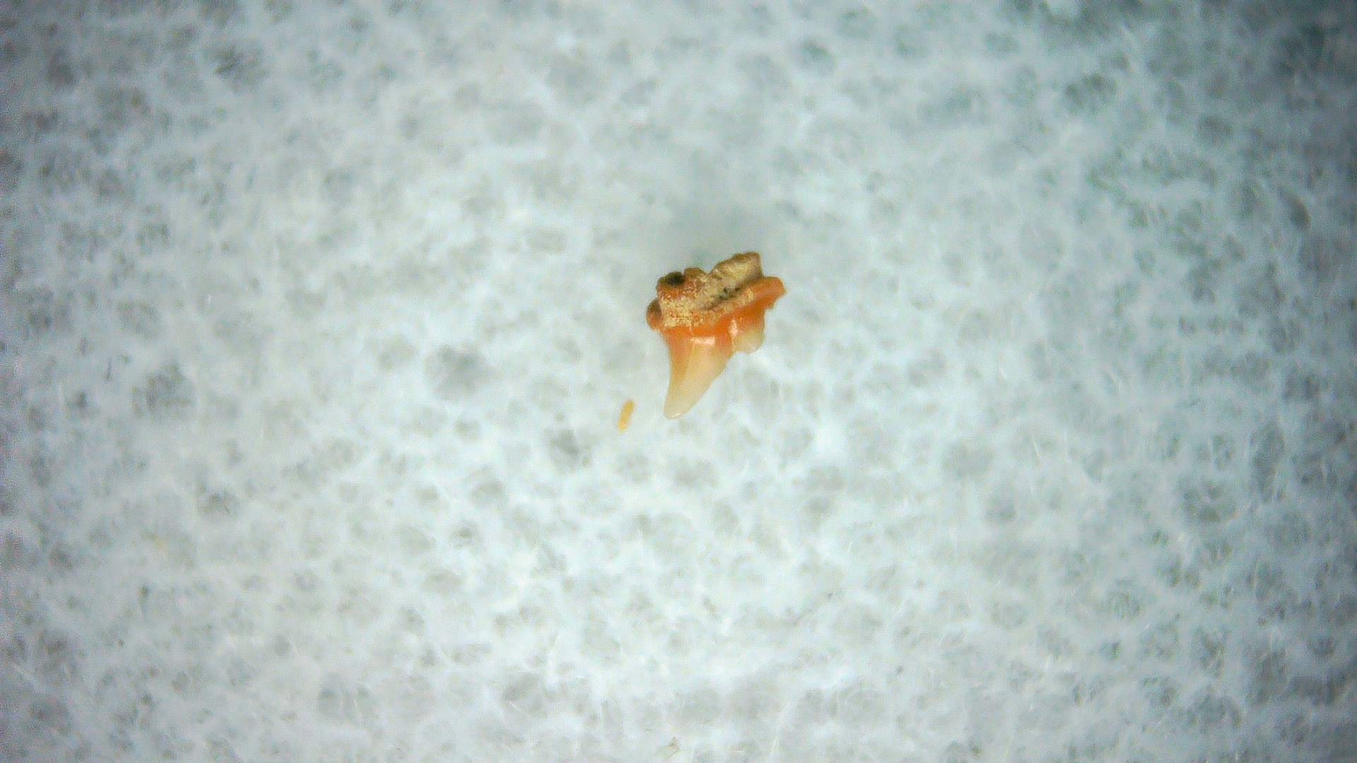 California Miocene Heterodontus Extinct Shark Tooth 45a | Fossils for Sale Genuine Miocene Age Heterodontus Extinct Shark Tooth Fossil For Sale from California #45a