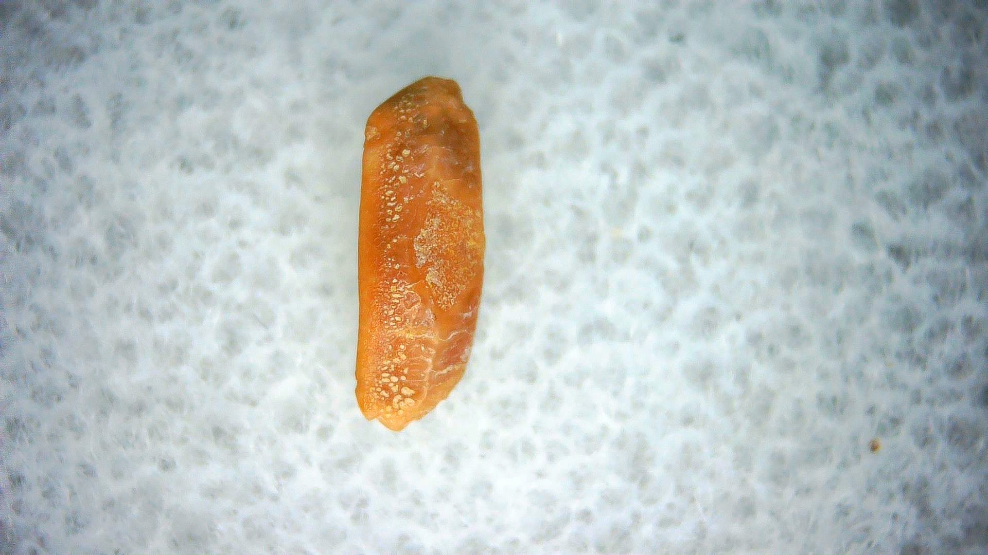 California Miocene Heterodontus Extinct Shark Tooth 48 | Fossils for Sale Genuine Miocene Age Heterodontus Extinct Shark Tooth Fossil For Sale from California #48