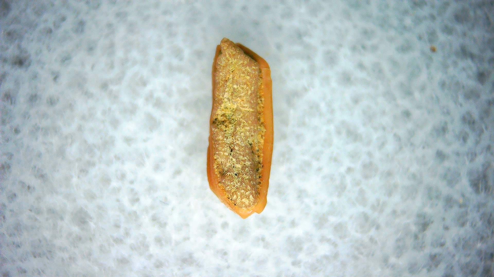 California Miocene Heterodontus Extinct Shark Tooth 48a | Fossils for Sale Genuine Miocene Age Heterodontus Extinct Shark Tooth Fossil For Sale from California #48a