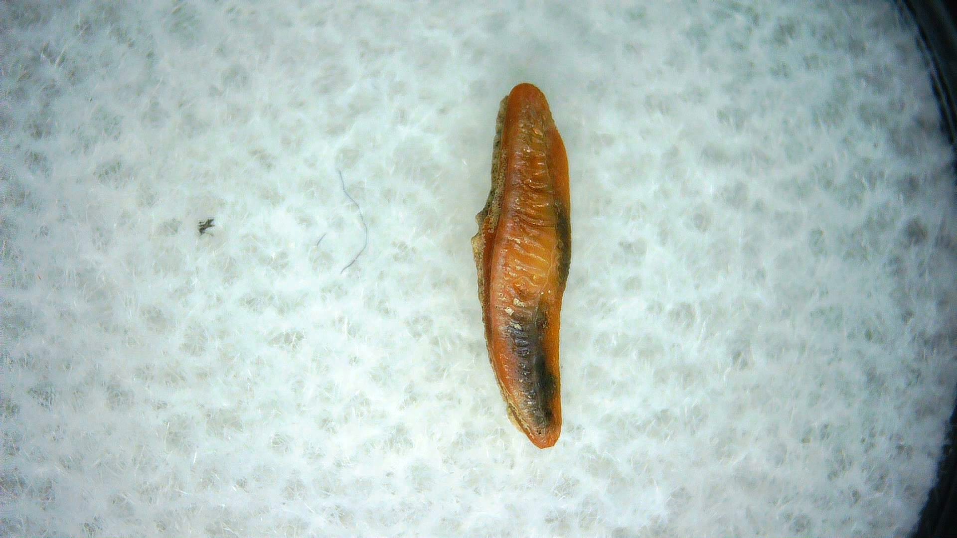 California Miocene Heterodontus Extinct Shark Tooth 50 | Fossils for Sale Genuine Miocene Age Heterodontus Extinct Shark Tooth Fossil For Sale from California #50