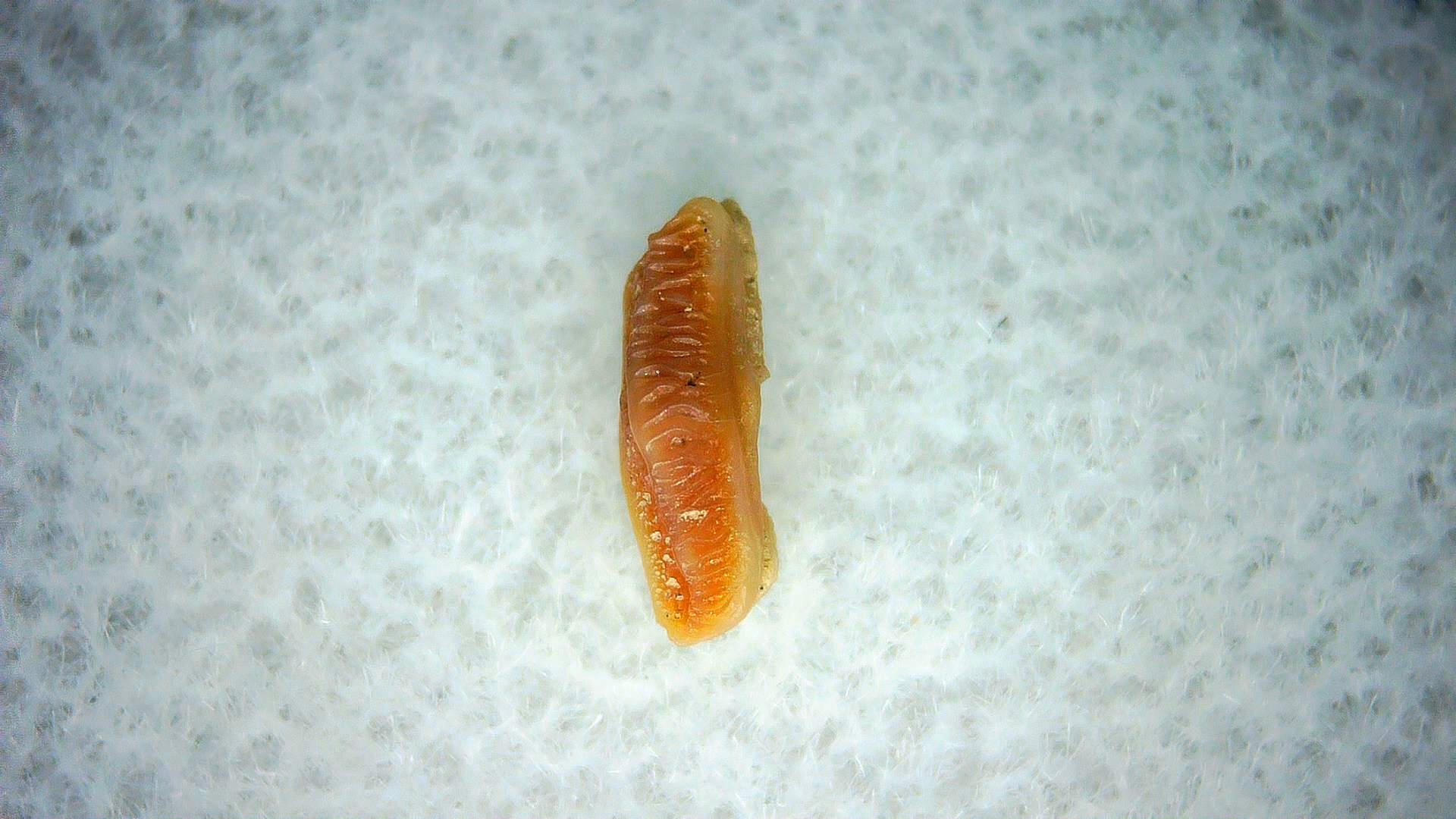 California Miocene Heterodontus Extinct Shark Tooth 52 | Fossils for Sale Genuine Miocene Age Heterodontus Extinct Shark Tooth Fossil For Sale from California #52