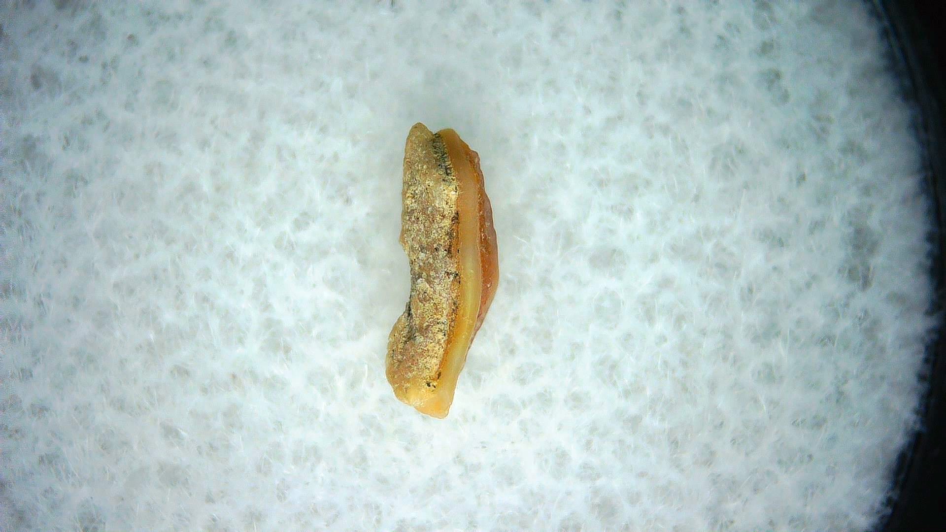 California Miocene Heterodontus Extinct Shark Tooth 52a | Fossils for Sale Genuine Miocene Age Heterodontus Extinct Shark Tooth Fossil For Sale from California #52a