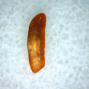 Heterodontus Extinct Shark Tooth Fossil for Sale 56