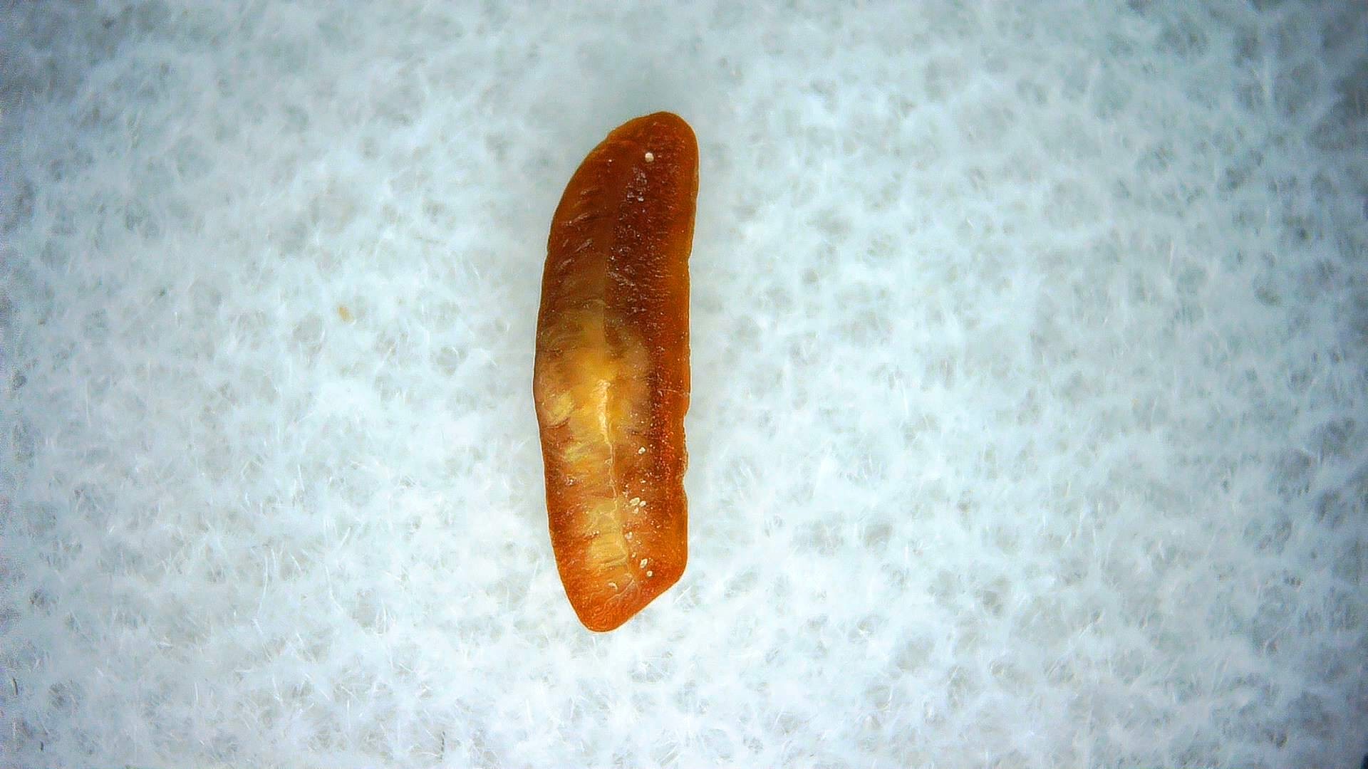 California Miocene Heterodontus Extinct Shark Tooth 56 | Fossils for Sale Genuine Miocene Age Heterodontus Extinct Shark Tooth Fossil For Sale from California #56