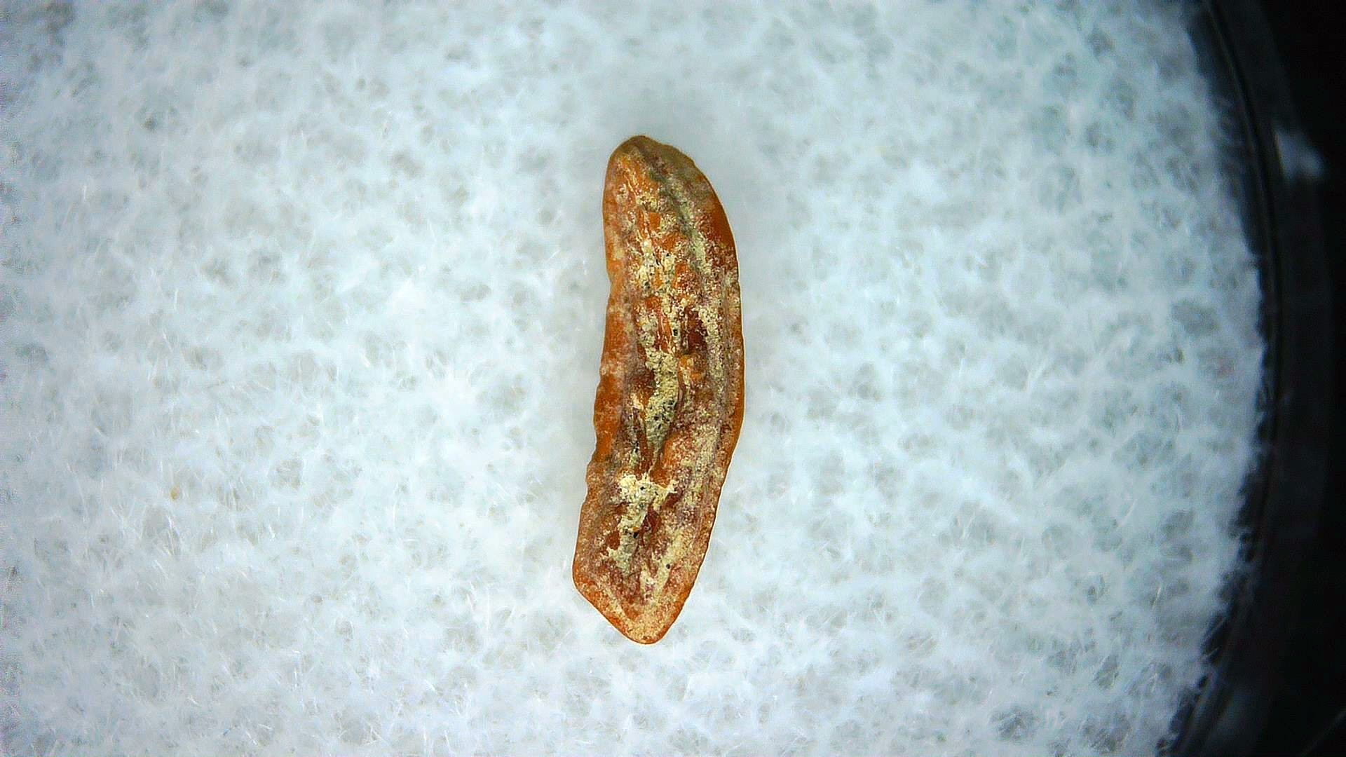 California Miocene Heterodontus Extinct Shark Tooth 56a | Fossils for Sale Genuine Miocene Age Heterodontus Extinct Shark Tooth Fossil For Sale from California #56a