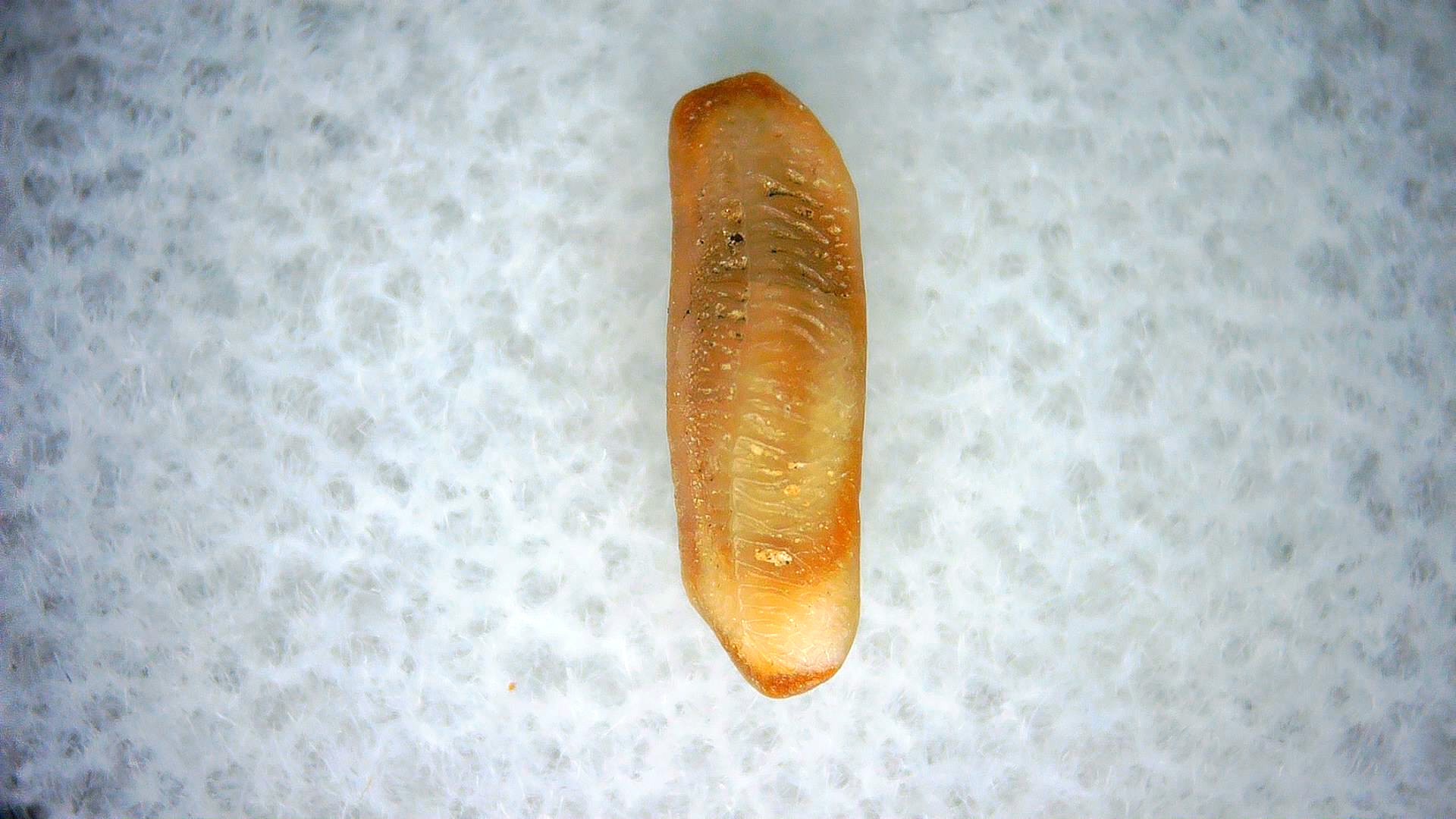 California Miocene Heterodontus Extinct Shark Tooth 57 | Fossils for Sale Genuine Miocene Age Heterodontus Extinct Shark Tooth Fossil For Sale from California #57