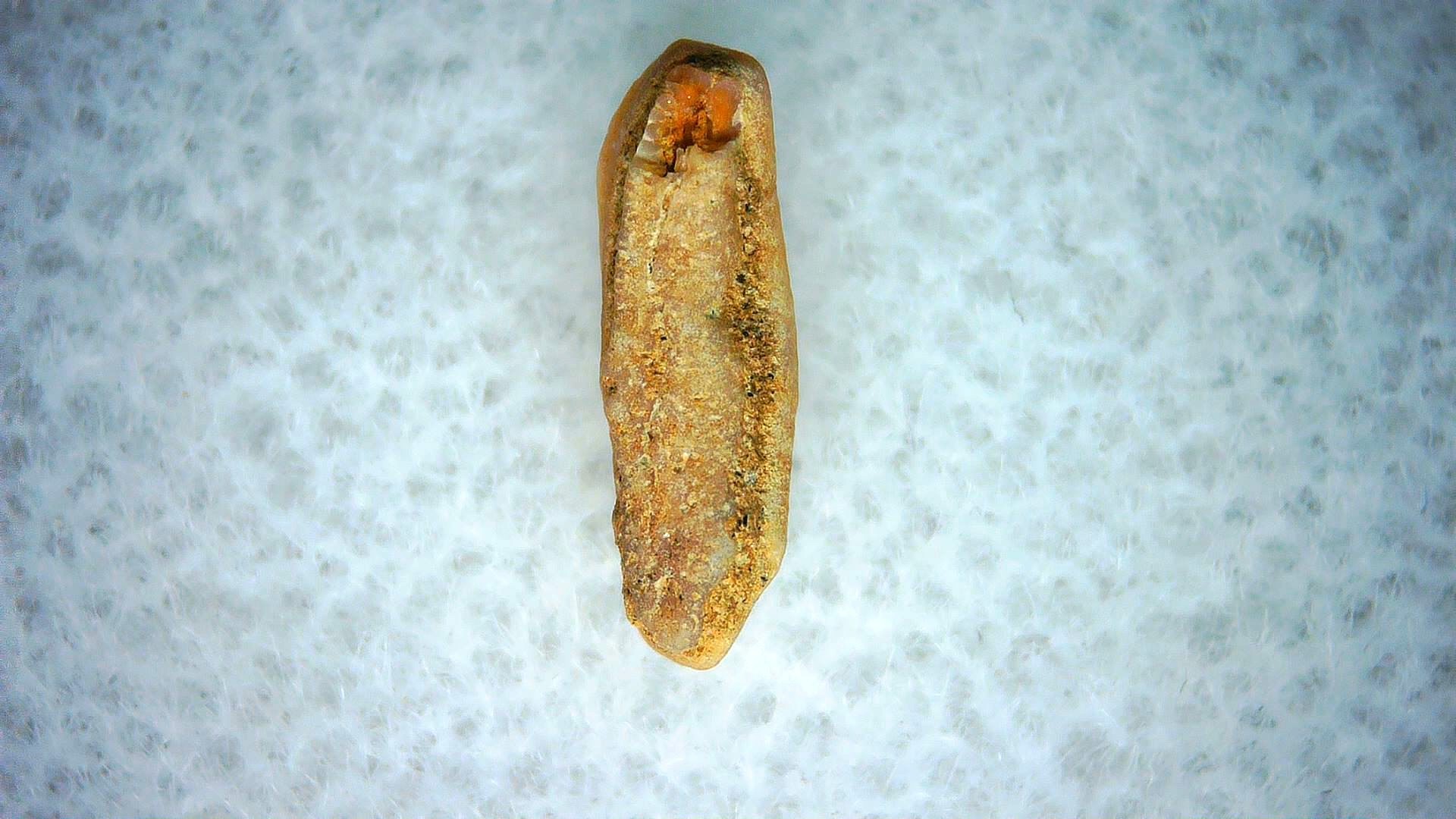 California Miocene Heterodontus Extinct Shark Tooth 57a | Fossils for Sale Genuine Miocene Age Heterodontus Extinct Shark Tooth Fossil For Sale from California #57a