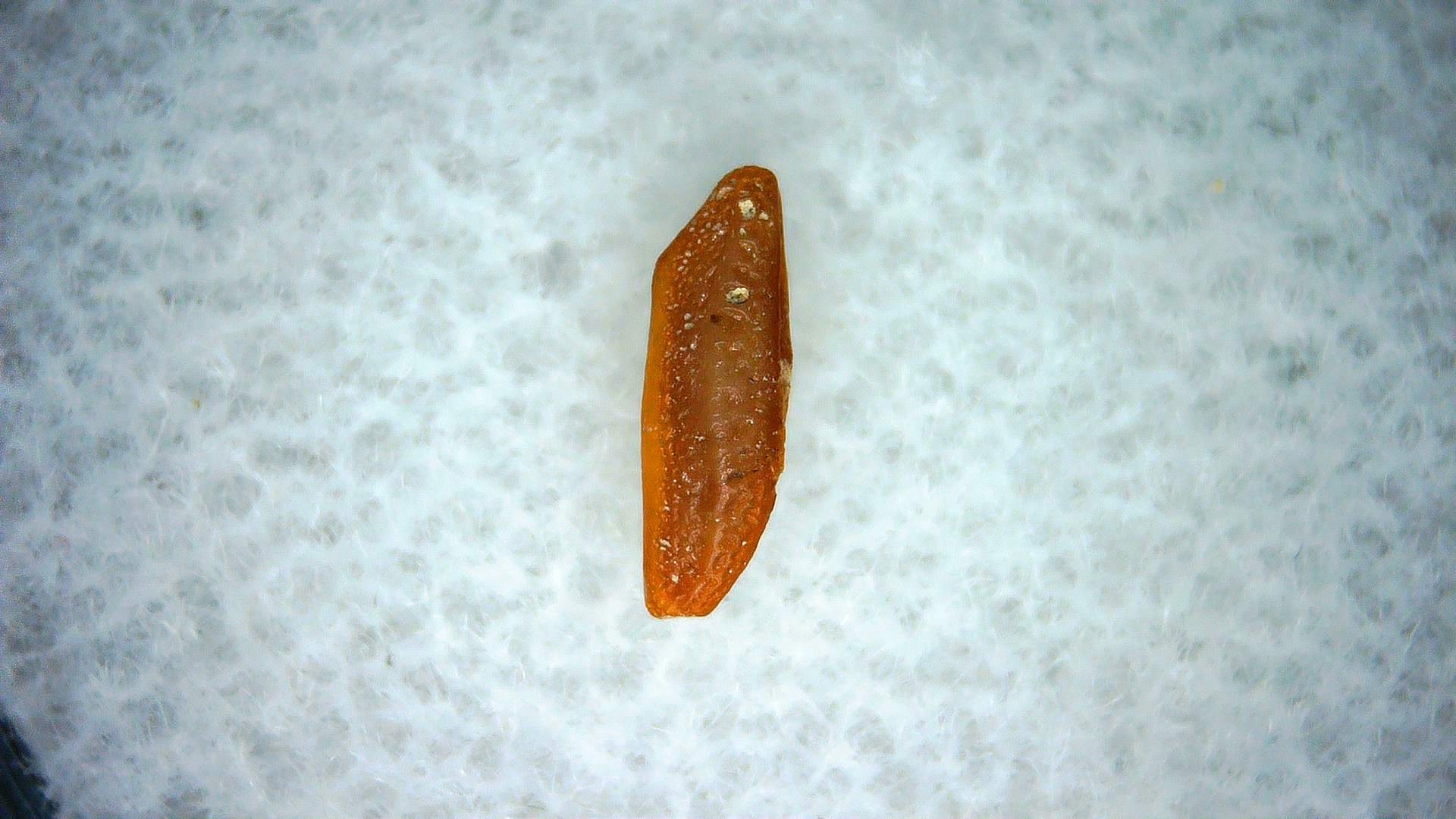 California Miocene Heterodontus Extinct Shark Tooth 59 | Fossils for Sale Genuine Miocene Age Heterodontus Extinct Shark Tooth Fossil For Sale from California #59