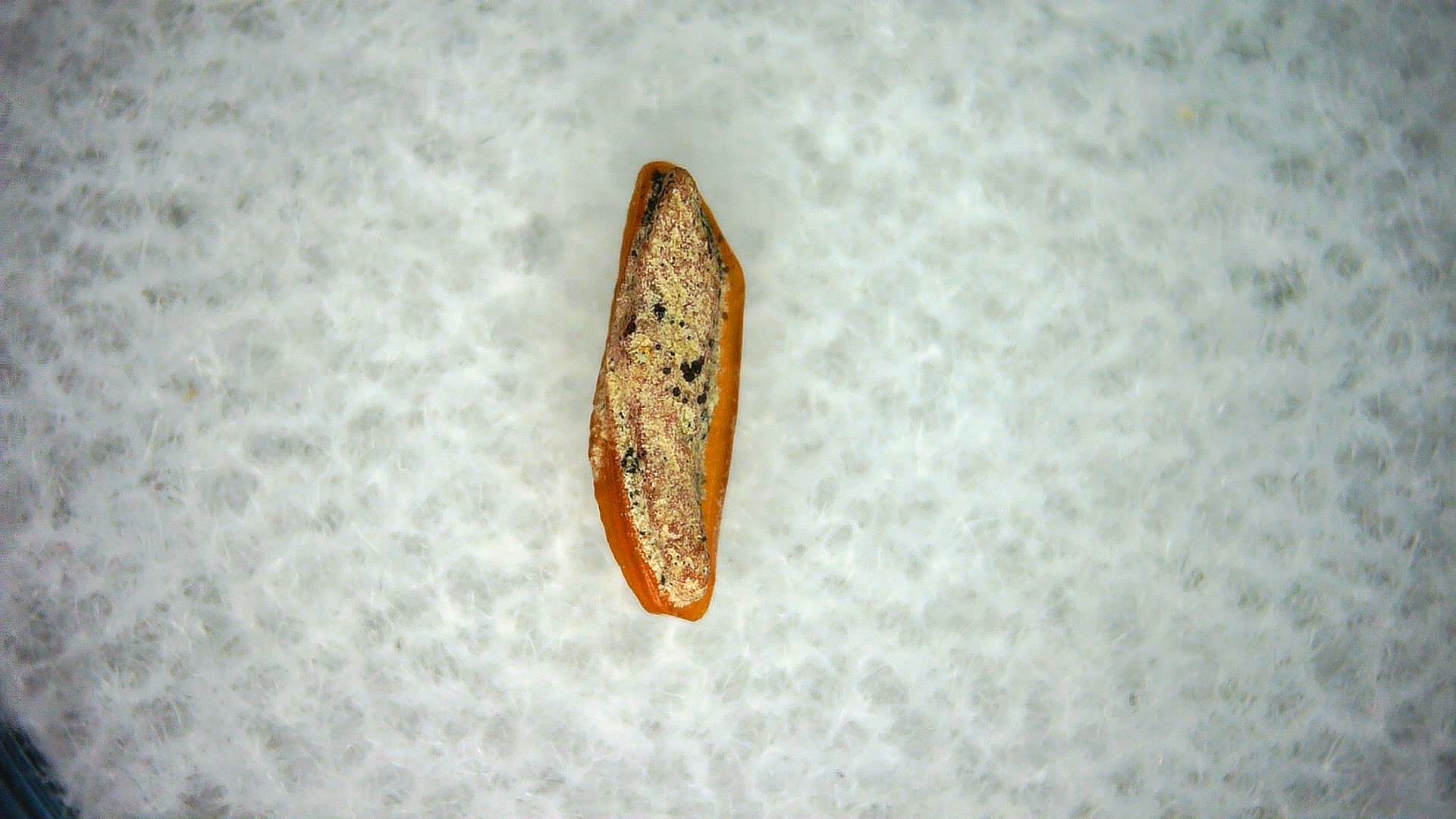 California Miocene Heterodontus Extinct Shark Tooth 59a | Fossils for Sale Genuine Miocene Age Heterodontus Extinct Shark Tooth Fossil For Sale from California #59a