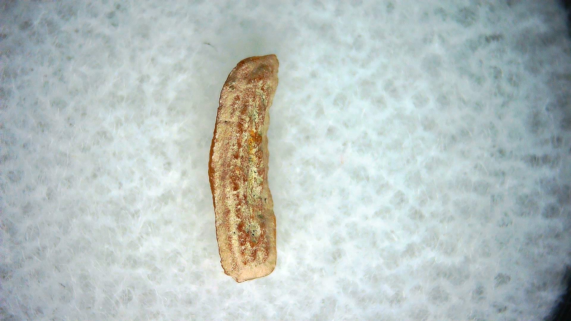 California Miocene Heterodontus Extinct Shark Tooth 60a | Fossils for Sale Genuine Miocene Age Heterodontus Extinct Shark Tooth Fossil For Sale from California #60a