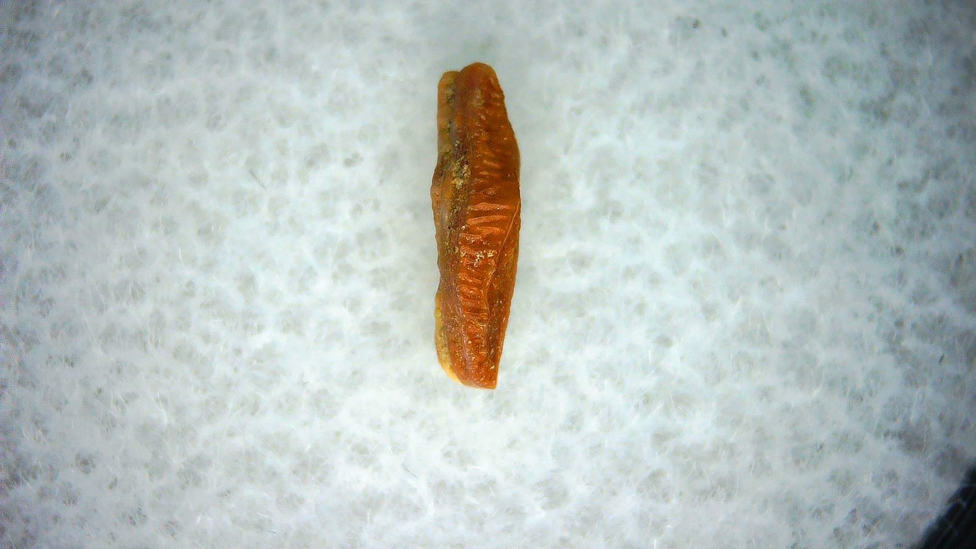 California Miocene Heterodontus Extinct Shark Tooth 62 | Fossils for Sale Genuine Miocene Age Heterodontus Extinct Shark Tooth Fossil For Sale from California #62