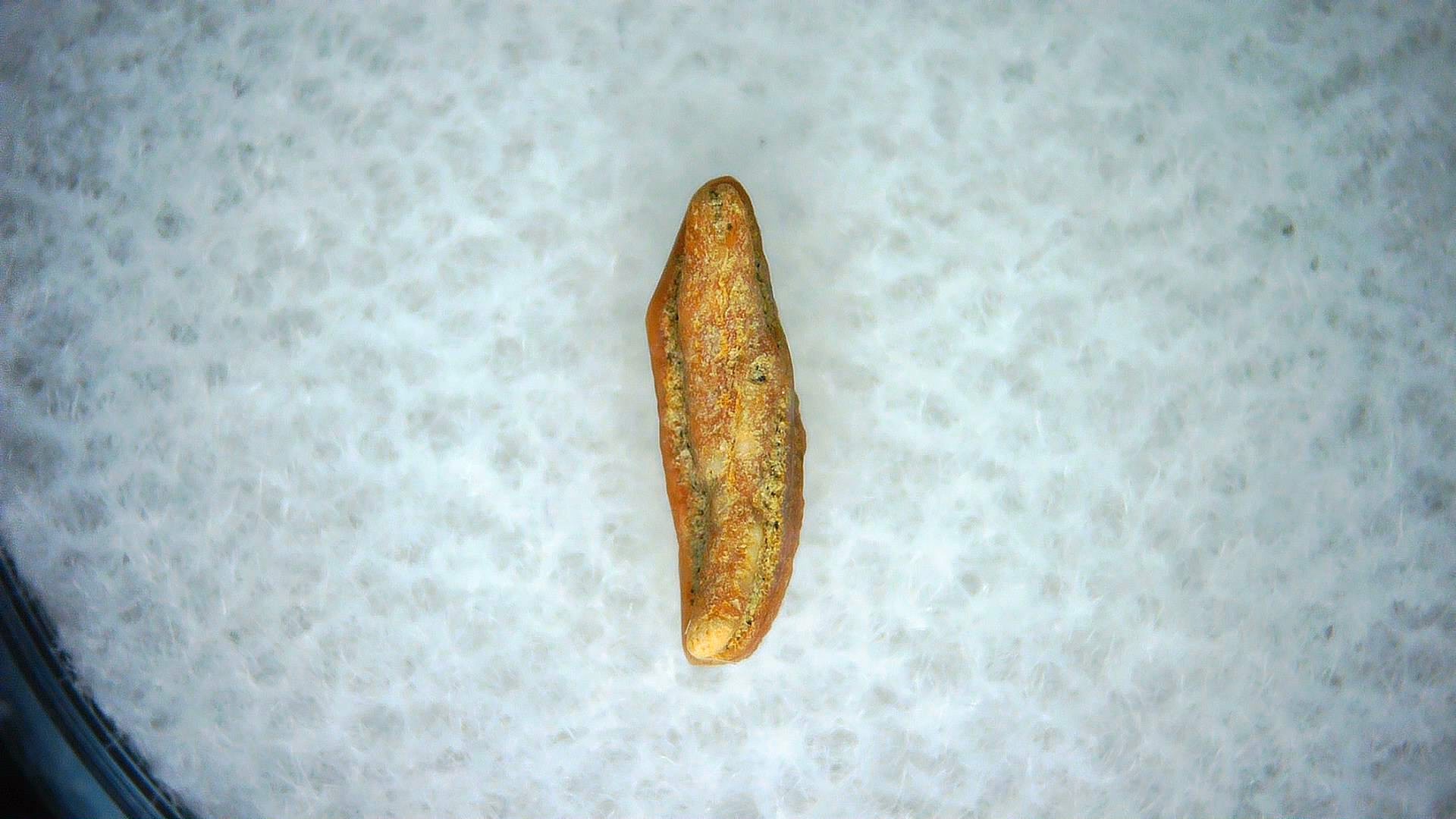 California Miocene Heterodontus Extinct Shark Tooth 62a | Fossils for Sale Genuine Miocene Age Heterodontus Extinct Shark Tooth Fossil For Sale from California #62a