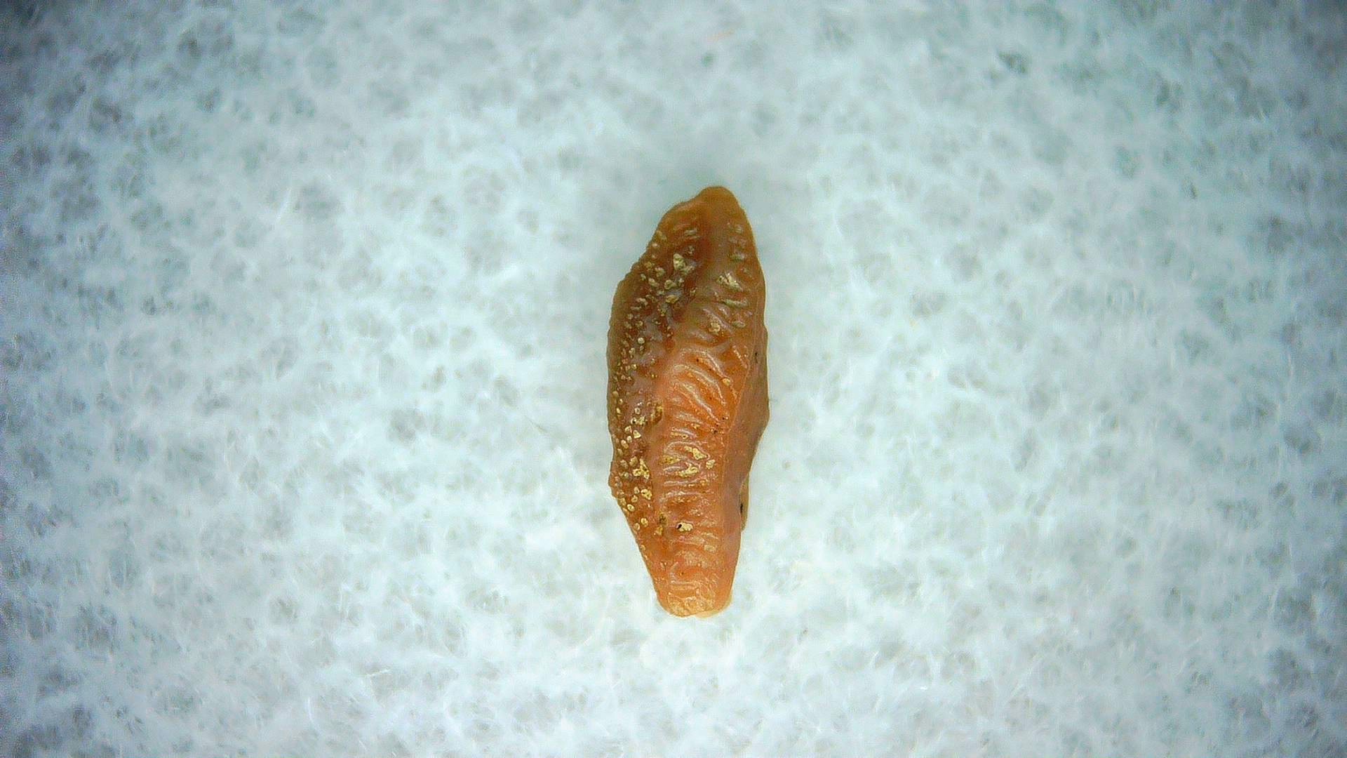 California Miocene Heterodontus Extinct Shark Tooth 63 | Fossils for Sale Genuine Miocene Age Heterodontus Extinct Shark Tooth Fossil For Sale from California #63