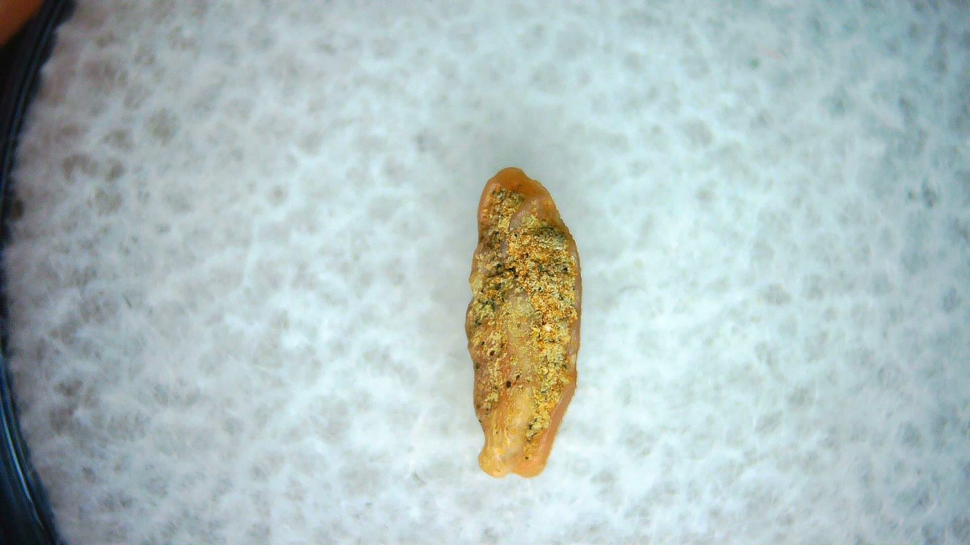 California Miocene Heterodontus Extinct Shark Tooth 63a | Fossils for Sale Genuine Miocene Age Heterodontus Extinct Shark Tooth Fossil For Sale from California #63a