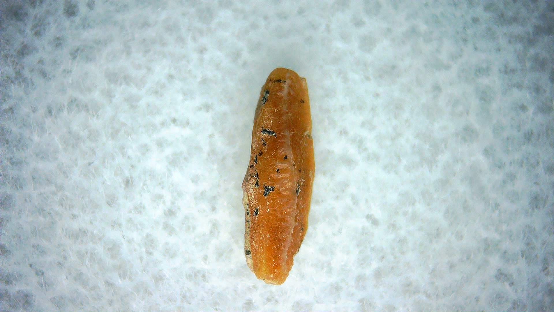 California Miocene Heterodontus Extinct Shark Tooth 64 | Fossils for Sale Genuine Miocene Age Heterodontus Extinct Shark Tooth Fossil For Sale from California #64