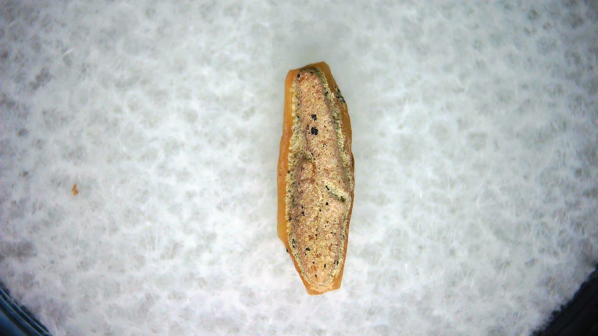 California Miocene Heterodontus Extinct Shark Tooth 64a | Fossils for Sale Genuine Miocene Age Heterodontus Extinct Shark Tooth Fossil For Sale from California #64a