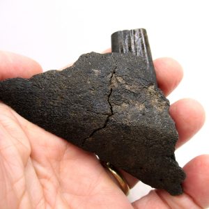 Genuine Pleistocene Age Holmesina Armadillo Jaw Section Fossil for Sale from Florida #1f