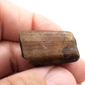 Genuine Pleistocene Age Megalonyx jeffersonii Ground Sloth Tooth Fossil for Sale from Florida #1