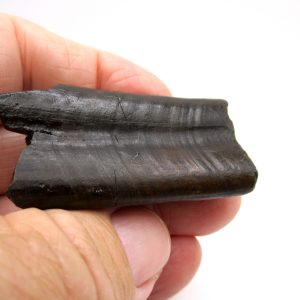 Genuine Pleistocene Age Paramylodon Ground Sloth Tooth Fossil for Sale from Florida #1