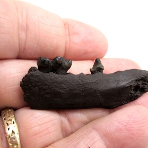 Genuine Pleistocene Age Procyon lotor Raccoon Jaw Fossil for Sale from Florida #2