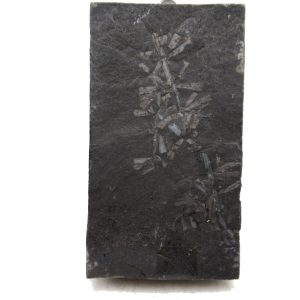 Genuine Carboniferous Fern for Sale from Germany #25