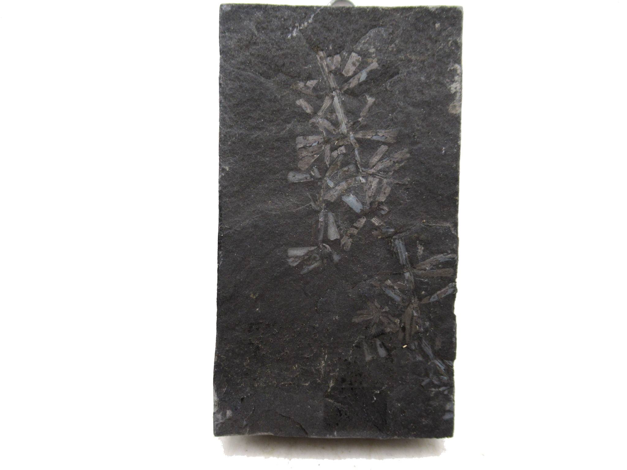 Genuine German Carboniferous Fern Fossil for Sale #25 | Fossils for Sale Genuine Carboniferous Fern for Sale from Germany #25