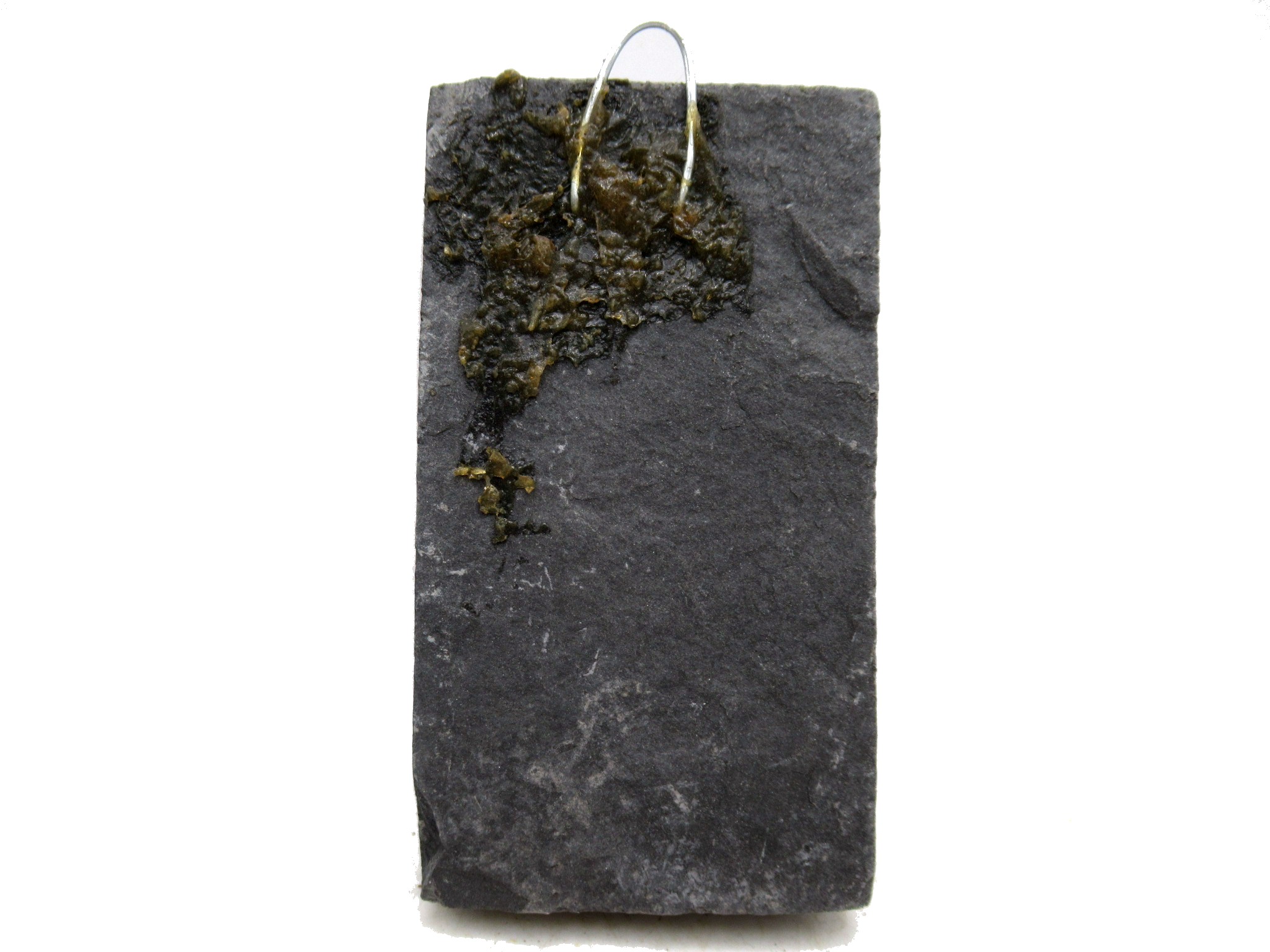 Genuine German Carboniferous Fern Fossil for Sale #25a | Fossils for Sale Genuine Carboniferous Fern for Sale from Germany #25a