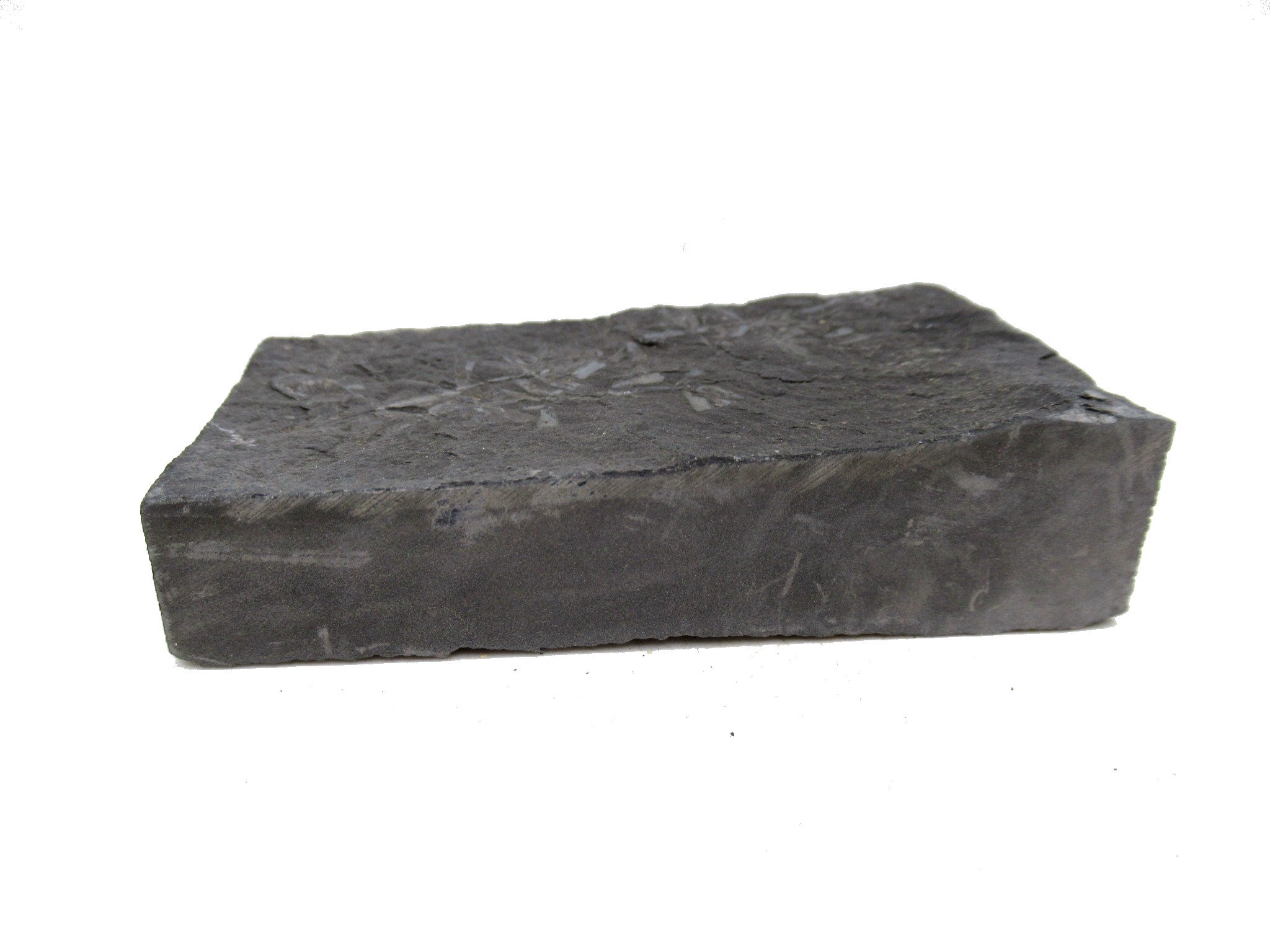 Genuine German Carboniferous Fern Fossil for Sale #25b | Fossils for Sale Genuine Carboniferous Fern for Sale from Germany #25b