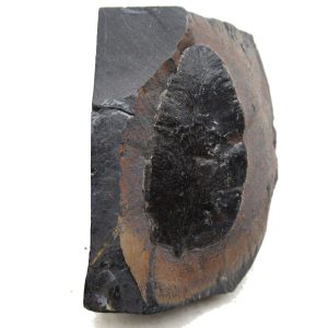 Genuine Carboniferous Fern for Sale from Germany #26