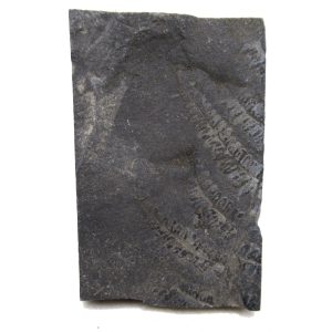 Genuine Carboniferous Fern for Sale from Germany #27