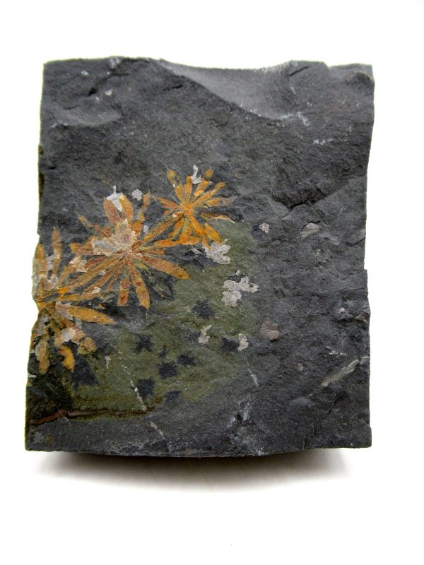 Carboniferous Fern from Germany #1