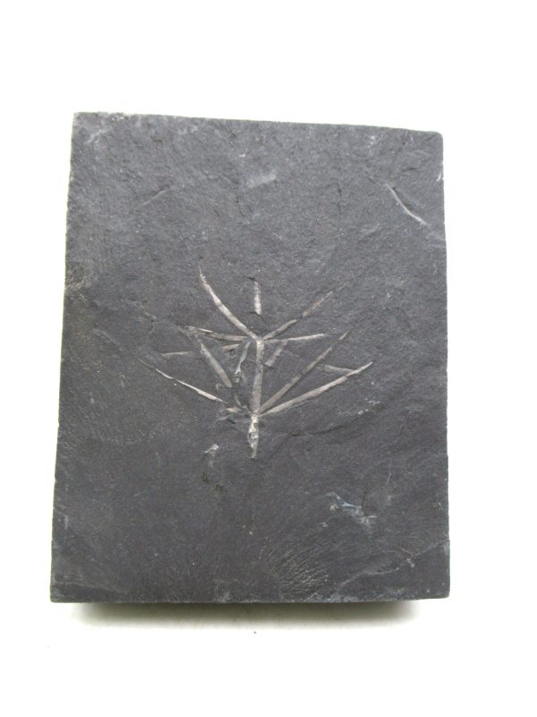Carboniferous Fern from Germany #11