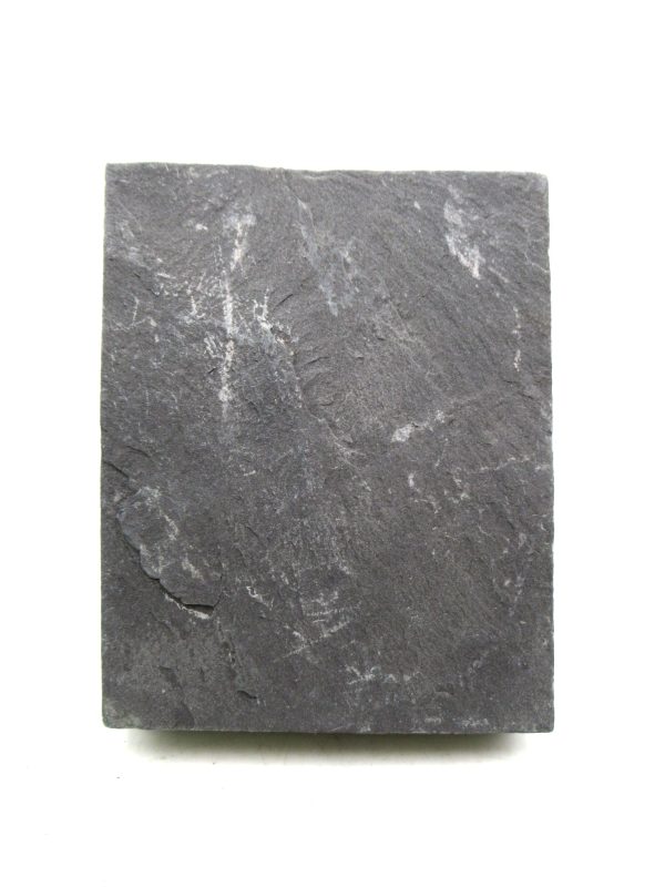 Carboniferous Fern from Germany #11 - Image 2